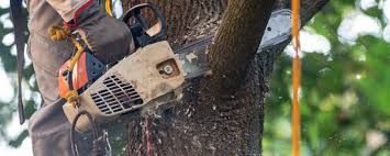How Our Tree Care Process Works  in  Lexington Park, MD