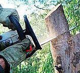 Best Fruit Tree Pruning  in Lexington Park, MD