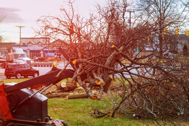 Professional Tree Care in Lexington Park, MD