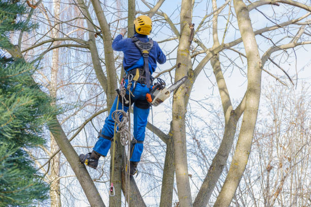 Best Tree Mulching  in Lexington Park, MD