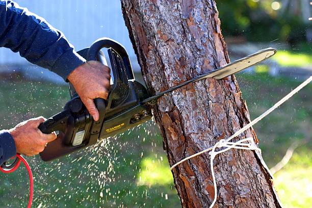 Best Firewood Processing and Delivery  in Lexington Park, MD