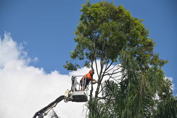 Best Root Management and Removal  in Lexington Park, MD