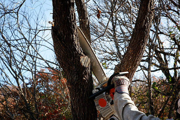 Best Tree Health Inspection  in Lexington Park, MD