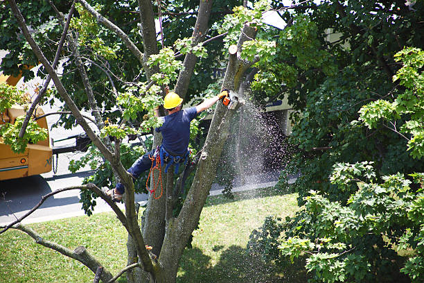 Best Palm Tree Trimming  in Lexington Park, MD