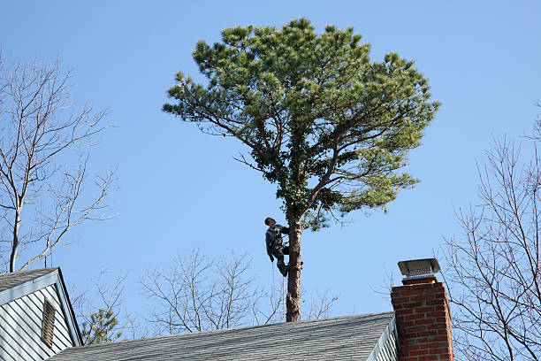 Best Tree and Shrub Care  in Lexington Park, MD
