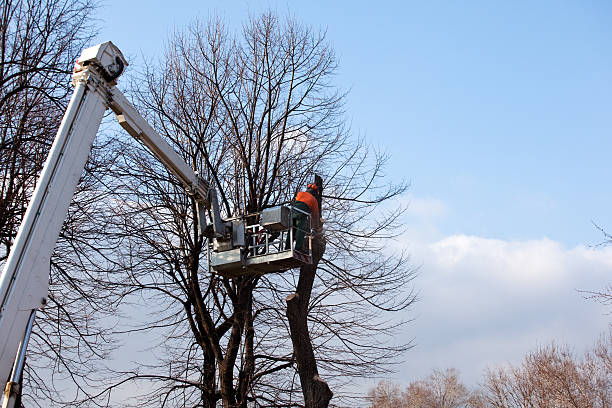 Best Seasonal Cleanup (Spring/Fall)  in Lexington Park, MD