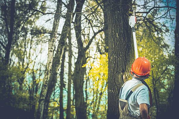 Best Tree Cabling and Bracing  in Lexington Park, MD