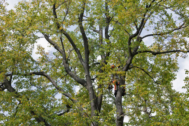 Best Utility Line Clearance  in Lexington Park, MD
